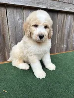 Max, a male Bernedoodle for sale in Walnut, MS – 7 of 9