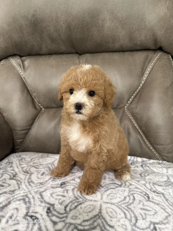 Bear – Miniature Goldendoodle puppy for sale in Walnut, MS