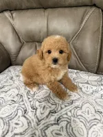 Buddy, a male Miniature Goldendoodle for sale in Walnut, MS – 8 of 8