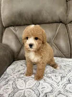 Bear, a male Miniature Goldendoodle for sale in Walnut, MS – 3 of 8