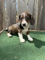 Bella, a female Miniature Dachshund for sale in Walnut, MS – 7 of 10