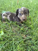 Bella, a female Miniature Dachshund for sale in Walnut, MS – 7 of 8