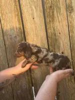Gabe, a male Miniature Dachshund for sale in Walnut, MS – 4 of 6