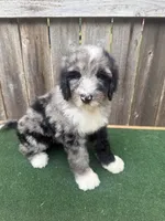 Daisey, a female Bernedoodle for sale in Walnut, MS – 4 of 8