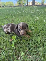 Bella, a female Miniature Dachshund for sale in Walnut, MS – 3 of 8
