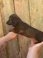 Maggie , a female Miniature Dachshund for sale in Walnut, MS – 3 of 4
