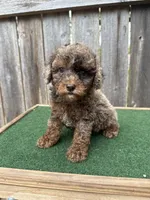Cooper, a male Poodle - Miniature  for sale in Walnut, MS – 2 of 7