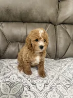 Marlee, a female Miniature Goldendoodle for sale in Walnut, MS – 2 of 9
