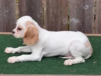 Lou baby , a male Cavalier King Charles Spaniel and Shih Tzu for sale in Walnut, MS – 3 of 3