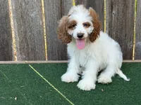 Malie, a female Cockapoo for sale in Walnut, MS – 4 of 5