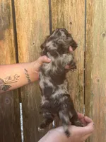 Gabe, a male Miniature Dachshund for sale in Walnut, MS – 2 of 6