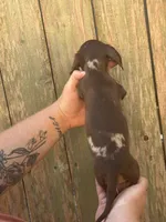 Pixy, a female Miniature Dachshund for sale in Walnut, MS – 2 of 3