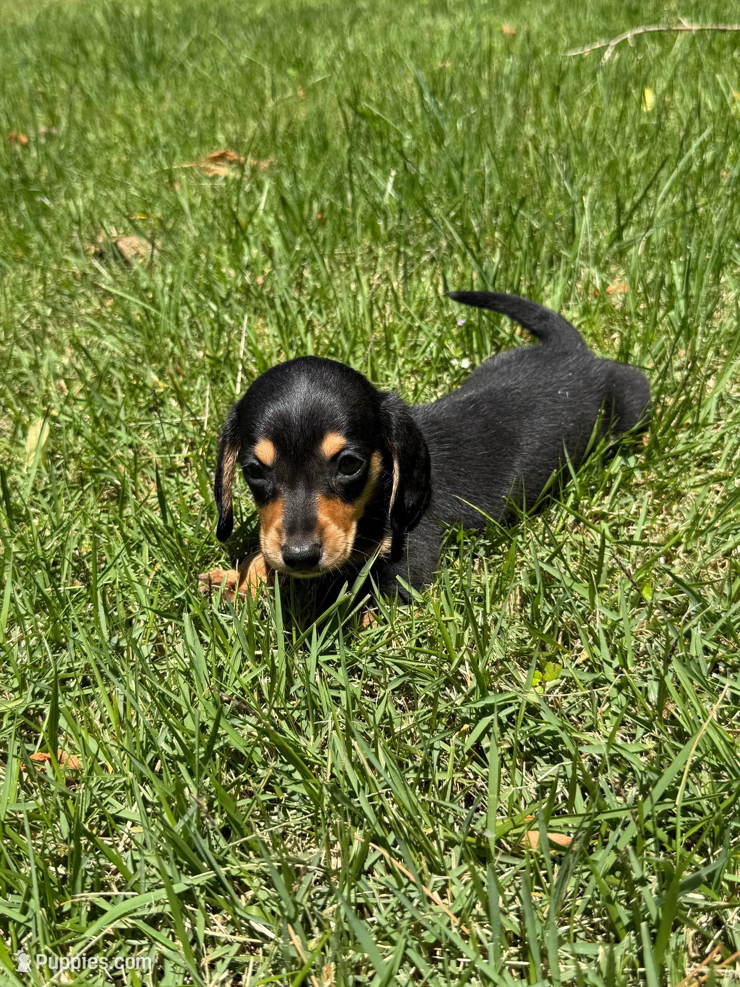 Peanut, a male Miniature Dachshund for sale in Walnut, MS – 6 of 6