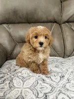 Maddie, a female Miniature Goldendoodle for sale in Walnut, MS – 9 of 9