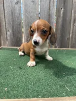 Peanut, a male Miniature Dachshund for sale in Walnut, MS – 6 of 8