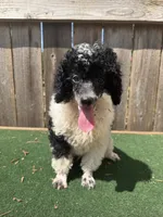 Oreo , a male Poodle - Miniature  for sale in Walnut, MS – 2 of 5