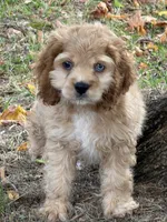 Archie, a male Cocker Spaniel for sale in Walnut, MS – 2 of 3