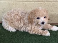 Gayla, a female Bichpoo for sale in Walnut, MS – 3 of 4