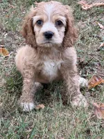 Ella, a female Cocker Spaniel for sale in Walnut, MS – 4 of 5
