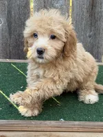 Maggie, a female Miniature Goldendoodle for sale in Walnut, MS – 5 of 5