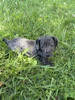 Stella, a female Miniature Dachshund for sale in Walnut, MS – 7 of 7