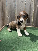 Bella, a female Miniature Dachshund for sale in Walnut, MS – 9 of 10