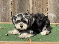 Nala , a female Morkie for sale in Walnut, MS – 2 of 4