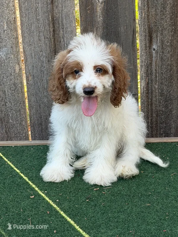 Malie – Cockapoo puppy for sale in Walnut, MS
