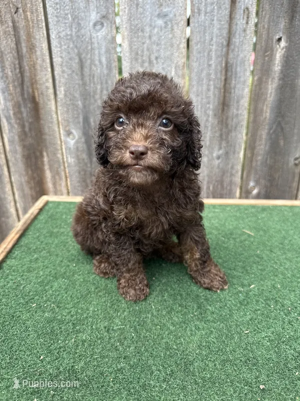 Charlie  – Poodle - Miniature  puppy for sale in Walnut, MS