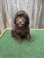 Charlie , a male Poodle - Miniature  for sale in Walnut, MS – 1 of 8