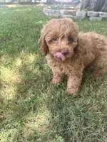 Buddy, a male Cockapoo for sale in Walnut, MS – 5 of 8