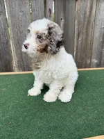 Ella, a female Cavapoo for sale in Walnut, MS – 2 of 7