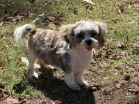 Jaminson , a male Shih Tzu for sale in Walnut, MS – 2 of 7