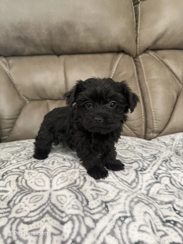 Bella – Morkie puppy for sale in Walnut, MS