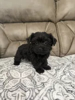 Bella, a female Morkie for sale in Walnut, MS – 1 of 8