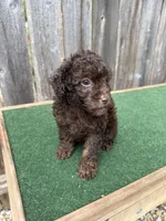 Charlie , a male Poodle - Miniature  for sale in Walnut, MS – 2 of 8