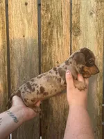 Damon, a male Miniature Dachshund for sale in Walnut, MS – 5 of 5