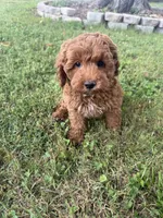 Cooper, a male Cockapoo for sale in Walnut, MS – 5 of 7