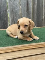 Toby, a male Miniature Dachshund for sale in Walnut, MS – 8 of 8