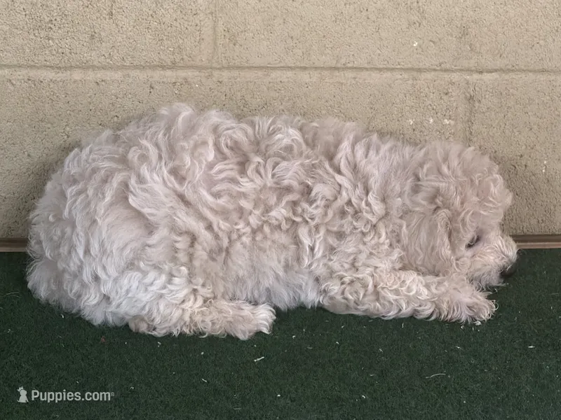 Sammy – Bichpoo puppy for sale in Walnut, MS