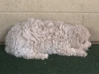 Sammy, a male Bichpoo for sale in Walnut, MS – 1 of 5