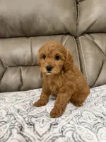 Macy, a female Miniature Goldendoodle for sale in Walnut, MS – 7 of 9