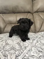 Bella, a female Morkie for sale in Walnut, MS – 5 of 8