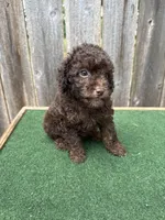 Charlie , a male Poodle - Miniature  for sale in Walnut, MS – 5 of 8