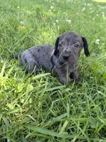 Stella, a female Miniature Dachshund for sale in Walnut, MS – 5 of 7