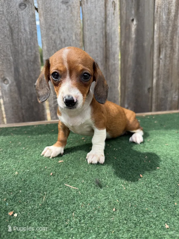 Peanut – Miniature Dachshund puppy for sale in Walnut, MS