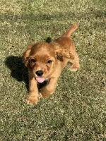 Andrew, a male Cocker Spaniel for sale in Walnut, MS – 5 of 5