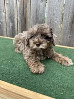Chase, a male Schnoodle for sale in Walnut, MS – 4 of 6
