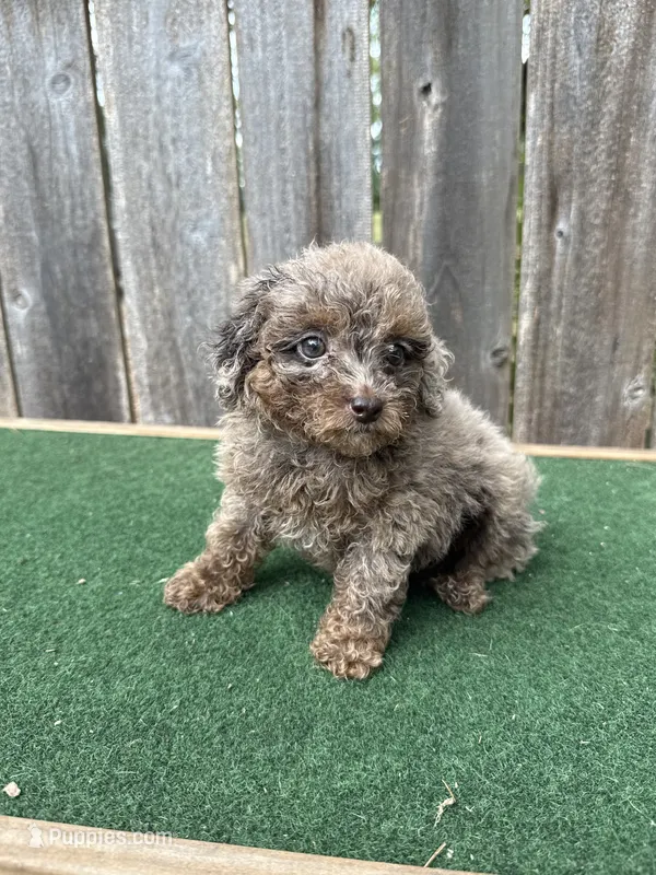Ella  – Poodle - Miniature  puppy for sale in Walnut, MS