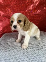 processed/69704948-124e-449c-9b25-f4ff87e1ff5c/listing/90a3da1b-9a29-4923-949b-1e7aef50aae7/006b0ceb-c5a5-4303-9573-d34b12d7792c